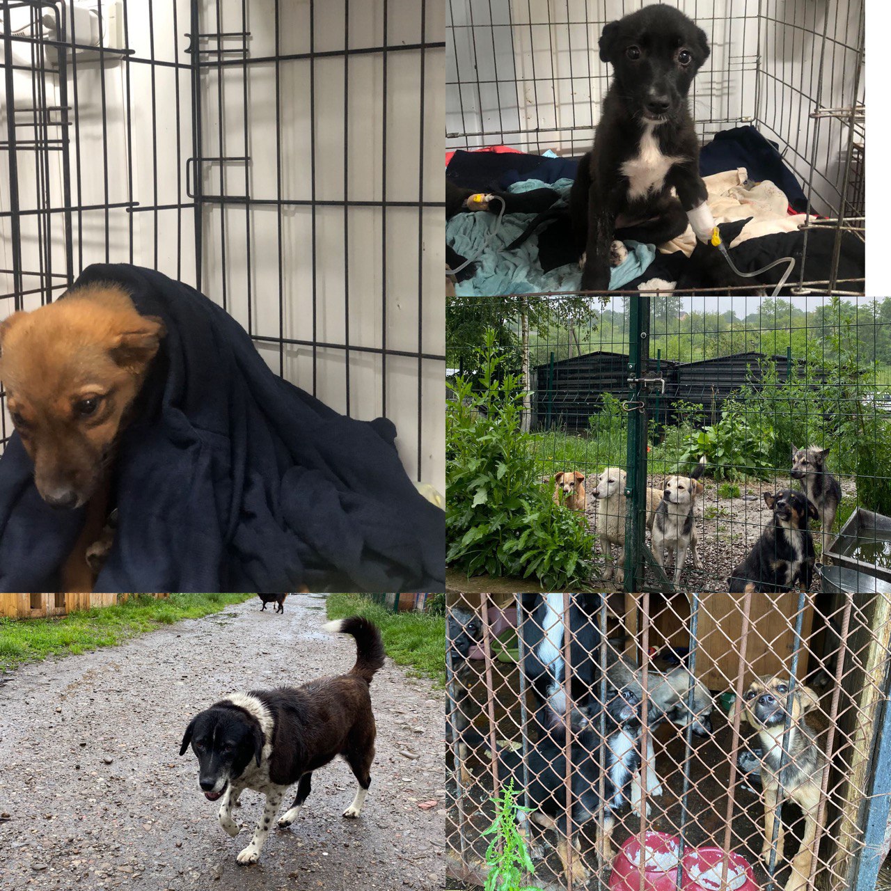 У час війни важливо пам'ятати про наших чотирилапих друзів